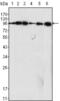 Dynamin 1 antibody, abx010669, Abbexa, Enzyme Linked Immunosorbent Assay image 