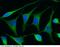 Renin antibody, 10969-R009, Sino Biological, Immunohistochemistry frozen image 
