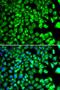 BLOC-1 Related Complex Subunit 7 antibody, orb373594, Biorbyt, Immunocytochemistry image 