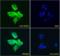 NAD(P)H Quinone Dehydrogenase 1 antibody, orb18366, Biorbyt, Immunofluorescence image 