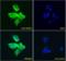 DT-diaphorase antibody, orb18366, Biorbyt, Immunofluorescence image 