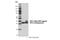 Ribosomal Protein L5 antibody, 51345S, Cell Signaling Technology, Western Blot image 