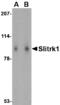 SLIT And NTRK Like Family Member 1 antibody, MBS150177, MyBioSource, Western Blot image 