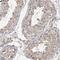 Tetratricopeptide Repeat Domain 39A antibody, HPA028098, Atlas Antibodies, Immunohistochemistry frozen image 