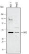 Transforming Growth Factor Beta 1 Induced Transcript 1 antibody, AF5626, R&D Systems, Western Blot image 