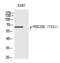 PDZ and LIM domain protein 5 antibody, PA5-40209, Invitrogen Antibodies, Western Blot image 