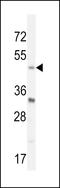 Basic Helix-Loop-Helix Family Member E40 antibody, LS-C156812, Lifespan Biosciences, Western Blot image 