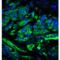 Tet Methylcytosine Dioxygenase 2 antibody, LS-C153760, Lifespan Biosciences, Immunofluorescence image 