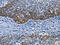 Homer Scaffold Protein 1 antibody, CSB-PA824881, Cusabio, Immunohistochemistry paraffin image 