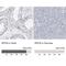 Ribonuclease P/MRP Subunit P30 antibody, NBP1-80658, Novus Biologicals, Immunohistochemistry paraffin image 