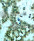 Protein Kinase C Theta antibody, AP0260, ABclonal Technology, Immunohistochemistry paraffin image 