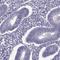 Synaptogyrin 4 antibody, HPA030075, Atlas Antibodies, Immunohistochemistry paraffin image 