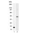 Arginase 1 antibody, 33-951, ProSci, Western Blot image 