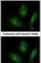 RAB20, Member RAS Oncogene Family antibody, PA5-31500, Invitrogen Antibodies, Immunofluorescence image 