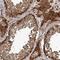 Centrosomal Protein 350 antibody, NBP1-86638, Novus Biologicals, Immunohistochemistry frozen image 