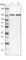 ERC1 antibody, HPA019523, Atlas Antibodies, Western Blot image 