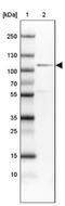 Cell Division Cycle 5 Like antibody, NBP1-85719, Novus Biologicals, Western Blot image 