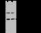 Phosphoglycerate Mutase 1 antibody, 202955-T46, Sino Biological, Western Blot image 