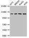 FERM, ARH/RhoGEF And Pleckstrin Domain Protein 1 antibody, CSB-PA897492LA01HU, Cusabio, Western Blot image 