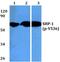Protein Tyrosine Phosphatase Non-Receptor Type 6 antibody, PA5-36682, Invitrogen Antibodies, Western Blot image 
