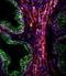 Keratin 18 antibody, LS-B9323, Lifespan Biosciences, Immunofluorescence image 