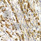 Tachykinin Receptor 3 antibody, A7220, ABclonal Technology, Immunohistochemistry paraffin image 