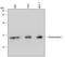 Peroxiredoxin 1 antibody, MAB3488, R&D Systems, Western Blot image 