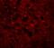 Transmembrane Protein 88 antibody, A12951, Boster Biological Technology, Immunofluorescence image 