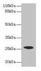 Chorionic Somatomammotropin Hormone Like 1 antibody, CSB-PA006055LA01HU, Cusabio, Western Blot image 