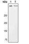 CUB And Sushi Multiple Domains 3 antibody, LS-C668920, Lifespan Biosciences, Western Blot image 