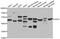 Golgi Associated PDZ And Coiled-Coil Motif Containing antibody, abx007006, Abbexa, Western Blot image 