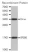 E1A Binding Protein P300 antibody, A-4115-100, Epigentek, Western Blot image 
