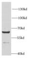 Ribophorin I antibody, FNab07450, FineTest, Western Blot image 