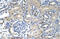 Nuclear RNA Export Factor 1 antibody, 29-372, ProSci, Enzyme Linked Immunosorbent Assay image 