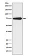 Aryl Hydrocarbon Receptor Nuclear Translocator Like antibody, M00260-3, Boster Biological Technology, Western Blot image 