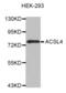 Acyl-CoA Synthetase Long Chain Family Member 4 antibody, abx005225, Abbexa, Western Blot image 