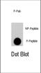 Eukaryotic Translation Initiation Factor 4E antibody, abx031999, Abbexa, Dot Blot image 