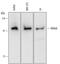 MAGE Family Member D1 antibody, MAB38352, R&D Systems, Western Blot image 