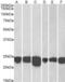 Parkinsonism Associated Deglycase antibody, LS-B4444, Lifespan Biosciences, Western Blot image 
