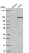 HPS3 Biogenesis Of Lysosomal Organelles Complex 2 Subunit 1 antibody, NBP1-92007, Novus Biologicals, Western Blot image 