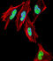 T-Box 1 antibody, LS-B10717, Lifespan Biosciences, Immunofluorescence image 