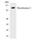 Hexokinase 3 antibody, LS-B14673, Lifespan Biosciences, Western Blot image 