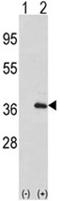 Interleukin-1 alpha antibody, AP17498PU-N, Origene, Western Blot image 