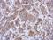 Autophagy Related 16 Like 1 antibody, NBP2-15504, Novus Biologicals, Immunohistochemistry frozen image 