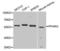 Peroxisome Proliferator Activated Receptor Gamma antibody, orb129723, Biorbyt, Western Blot image 