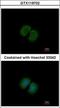 Protocadherin Alpha 12 antibody, GTX119702, GeneTex, Immunocytochemistry image 