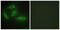 Cyclin Dependent Kinase Like 4 antibody, abx013653, Abbexa, Western Blot image 