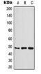 Creatine Kinase, Mitochondrial 2 antibody, MBS8218689, MyBioSource, Western Blot image 