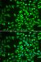 Lecithin Retinol Acyltransferase antibody, orb373443, Biorbyt, Immunofluorescence image 