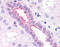 C-X-C chemokine receptor type 2 antibody, TA340750, Origene, Immunohistochemistry paraffin image 